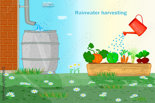 Rainwater harvesting system for sustainable gardening. Rainwater collection system with rain barrel connected to house gutter for backyard garden. Water conservation and sustainable living. Vector