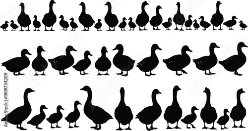 Collection, of, various, duck, goose, and, gosling, silhouettes, in, walking, and, standing, poses, isolated, on, white, background, for, farm, nature, wildlife, and, pond, design, projects.