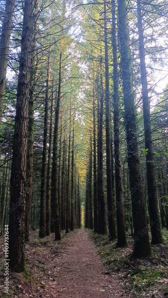 Fototapeta premium path in the forest
