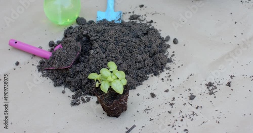 Gravity is settling soil clumps while seedling plug is waiting for transplanting on kraft paper