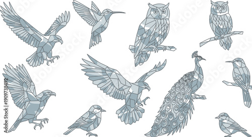 Various birds flying and perched in different poses and views, detailed illustrations