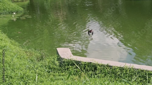 The jacana bird flying, often referred to as Jesus bird or lily trotter, are a group of tropical waders in the family Jacanidae. Jacana bird beside a lake. Nature footage, Howrah, West Bengal, India.