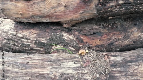 Cut wooden logs, deforestation and destruction of nature. Howrah, West Bengal, India.
