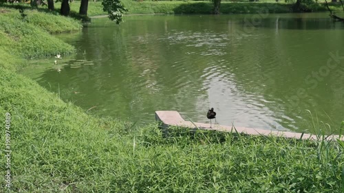 The jacana, sometimes referred to as Jesus bird or lily trotter, are a group of tropical waders in the family Jacanidae. Jacana bird beside a lake. Nature footage, Howrah, West Bengal, India.