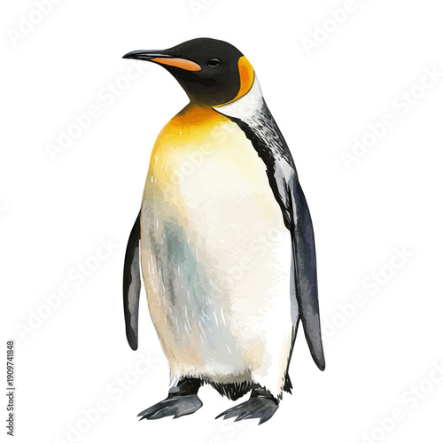 Emperor Penguin, watercolor drawing vector , isolated on a white background.