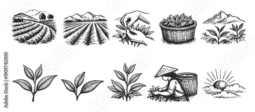 Set of hand-drawn illustrations depicting tea cultivation, including tea fields, harvesting, and plants. Perfect for branding, packaging, and vintage-inspired designs.
