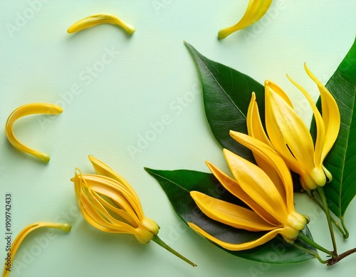 Wallpaper Mural beautiful ylang ylang flower flat lay top view Torontodigital.ca