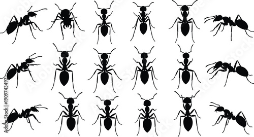 Ant silhouettes collection, black insect vector set, crawling ant icons, isolated bug illustrations, entomology design elements bundle