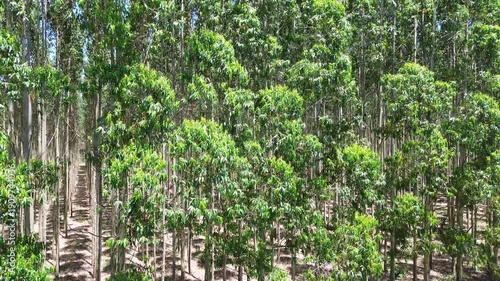 Eucalyptus Plantation on a Sunny Day, camera rising up from ground level, Cellulose Paper Agriculture 4K Aerial Video.
