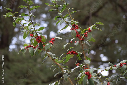 An image of the wild red cherries hanging from the branch on the snow-laden tree in the Himalayan City of Shimla, Himachal Pradesh, in the month of January. 
