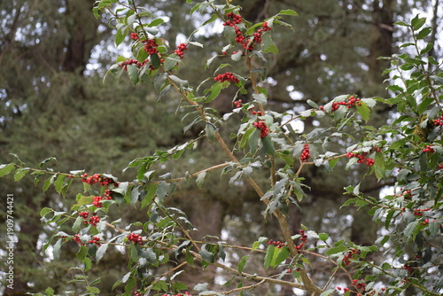 An image of the wild red cherries hanging from the branch on the snow-laden tree in the Himalayan City of Shimla, Himachal Pradesh, in the month of January. 