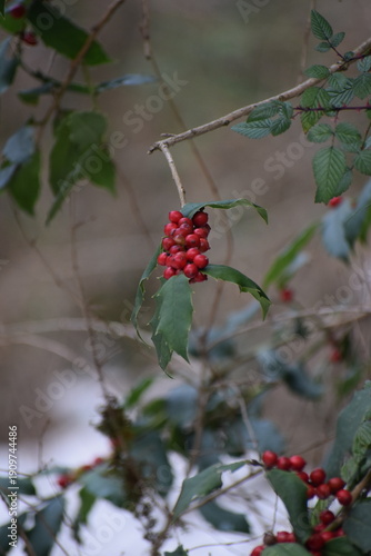 An image of the wild red cherries hanging from the branch on the snow-laden tree in the Himalayan City of Shimla, Himachal Pradesh, in the month of January. 