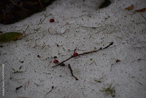 An image of the wild red cherries hanging from the branch on the snow-laden tree in the Himalayan City of Shimla, Himachal Pradesh, in the month of January. 