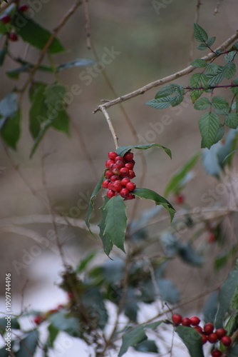 An image of the wild red cherries hanging from the branch on the snow-laden tree in the Himalayan City of Shimla, Himachal Pradesh, in the month of January. 