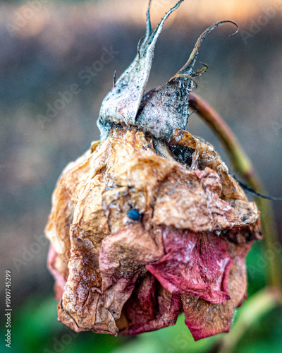 Photos Dried rose shows signs of age and decay in a garden during late afternoon sun in