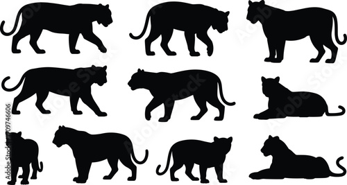 Big cat silhouettes illustration with panther poses, walking, standing, lying down, feline predator artwork, black and white wildlife design concept