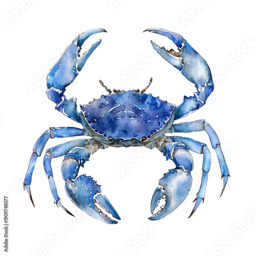 Crab, watercolor vector , isolated on a white background.