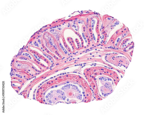 Cellular structures in focus laboratory microscope imaging insights isolated on transparent background