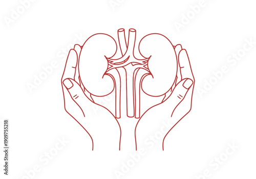 Hands cradling kidneys