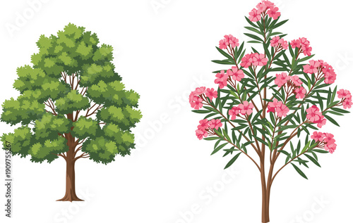 Large deciduous tree with green foliage, pink flowering tree with blossoms, nature comparison, botanical illustration, landscape design, educational plant identification