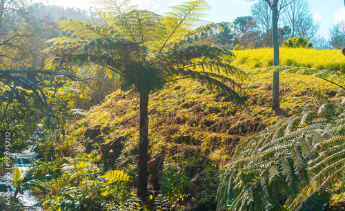 Giant tree fern in a lush tropical garden with a stream.