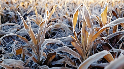 Frost covered crops in a field after an unexpected cold snap showing signs of damage and winter chill