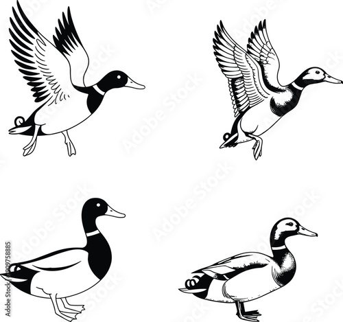 Duck illustration set vector, flying and standing wild waterfowl birds, black and white detailed wildlife graphic design