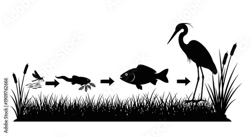Food chain in a pond ecosystem showing various aquatic life and a heron.