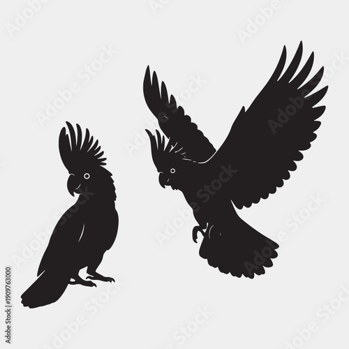 Two black cockatoos in dynamic poses with expressive crests