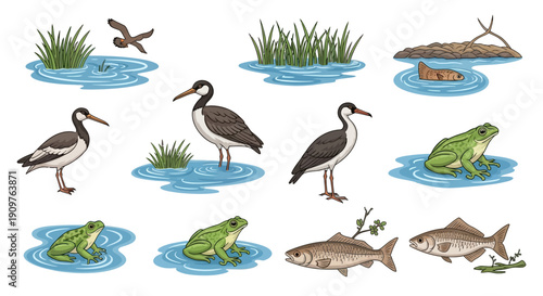 Set of various wetland animals and plants including birds, frogs, fish, and reeds in water.