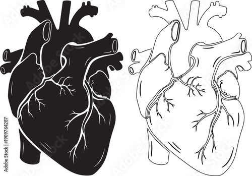 Anatomical heart illustrations in black and white, showcasing detailed vascular structures.