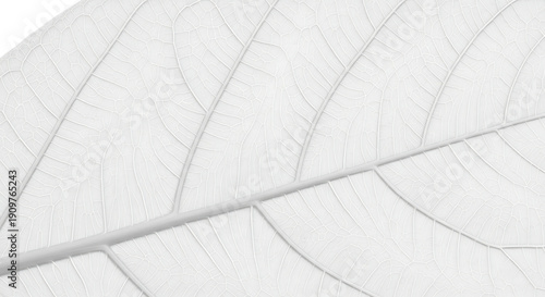 Wallpaper Mural Minimalist White Leaf Skeleton Texture Background with Intricate Vein Patterns and Details Torontodigital.ca