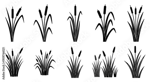 Set of black silhouettes of cattail plants, isolated on a white background, in various shapes and sizes, perfect for wetland and nature-themed designs.
