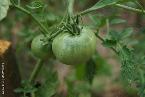 Green tomatoes grow on a vine in a garden during the summer season in a home backyard setting