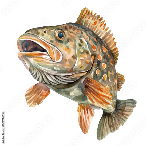 Grouper, watercolor vector , isolated on a white background.