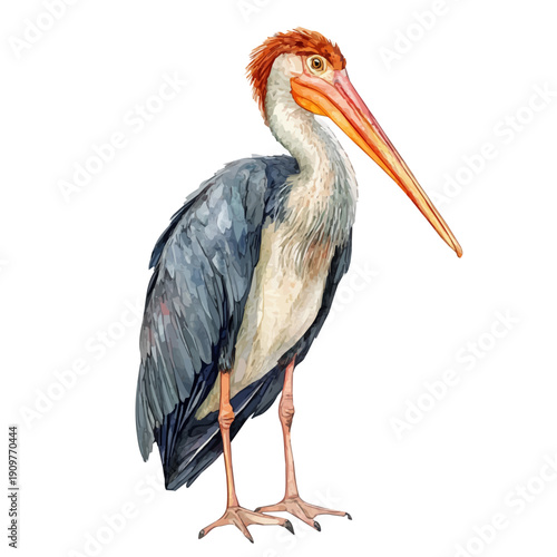 watercolor vector of Greater Adjutant , isolated on a white background.