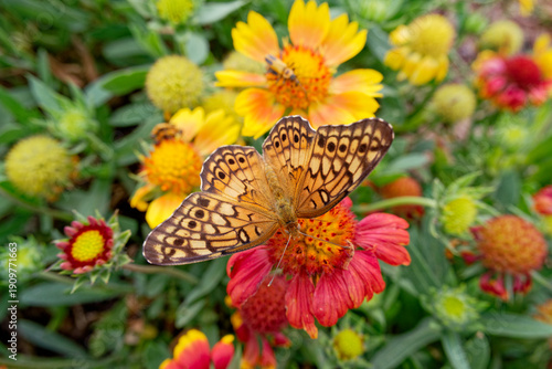 Variegated fritillary butterfly feeding on a flower