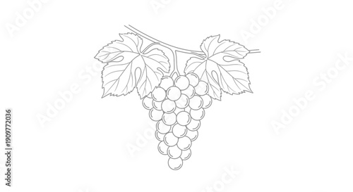 line drawing of grapes on vine
