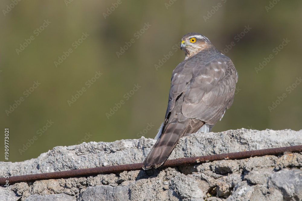 Fototapeta premium Juvenile Eurasian Sparrowhawk (Accipiter nisus) looking back.