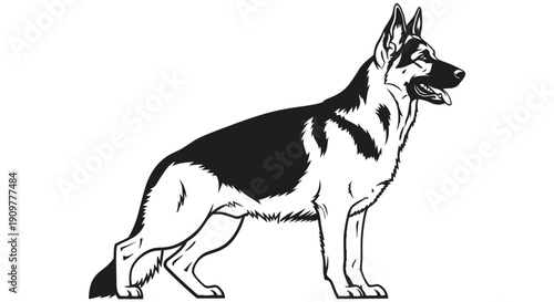 Silhouette vector illustration of a majestic german shepherd dog standing proudly in a classic show stance perfect for graphic design use or canine related products