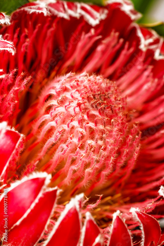 Protea flower macro