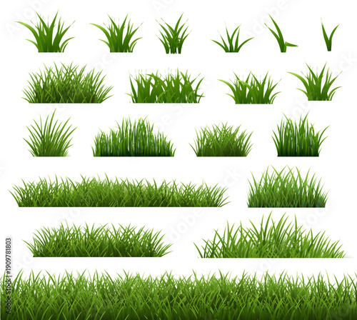 Spring Green Grass White Background
