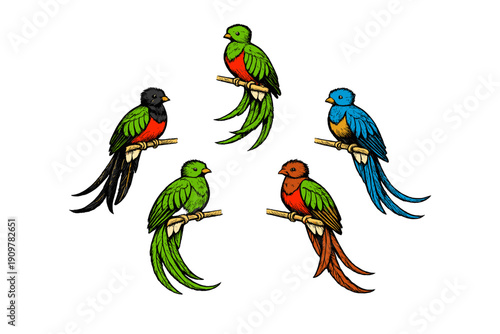 An illustration of five vibrant birds with long tails perched on small branches. The birds are arranged in a circle on a black background, showing different color patterns.