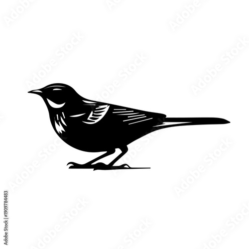 vector illustration of a Skylark bird