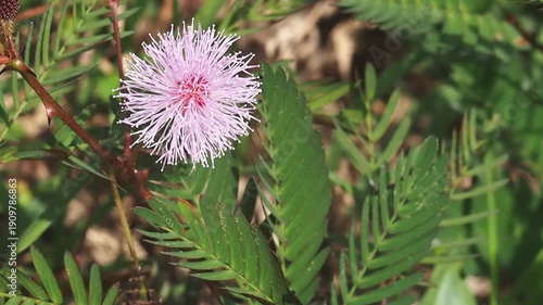 Delicate pink flower mimosa pudica sensitive plant green leaf garden nature tropical foliage summer sunlight soft focus spring bloom natural