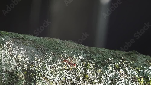 Red ant macro closeup textured wood tree bark with moss lichen rock texture nature forest green sunlight shadow rough bark outdoor surface detail