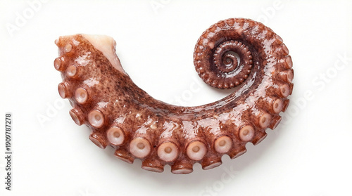 Close up of octopus arm with suction cups isolated on white