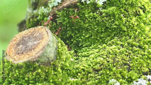 Green moss tree trunk forest floor tiny ant macro nature natural texture soft focus woodland habitat close up fresh growth ant moss tree stump forest