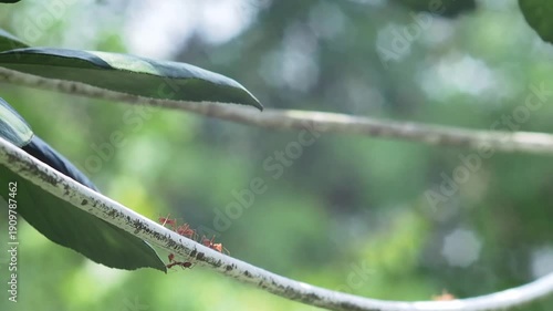Green leaf branch nature with red ant insect group in forest, outdoor macro wildlife, small ant movement on green foliage blur bokeh background
