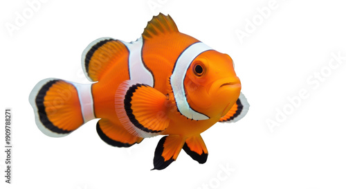Orange clownfish PNG isolated on transparent background, vibrant tropical reef fish with distinctive white stripes for marine life designs